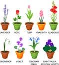 Set of different species of garden flowers in flowerpots with titles Royalty Free Stock Photo